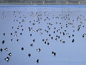 Fuligules morillons en hivernage sur le plan d'eau - Photo Eric Buchel
