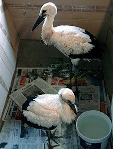 Les deux cigogneaux au centre de soins - Photo Cathy Zell