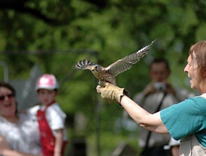 Beryl Roth relâche un faucon crécerelle - Photo Cathy Zell