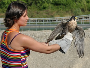 Lauriane, soigneuse au centre de sauvegarde LPO, s'apprête à relâcher le faucon - Photo Cathy Zell