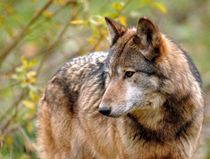 Loup gris - photo Pierre Matzke