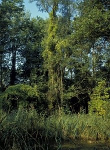Forêt rhénane - Photo Pierre Sigwalt