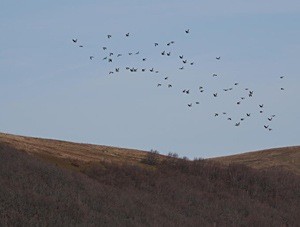 Migration de pigeons ramiers - Photo Jean-Marc Bronner