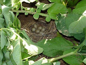Un nid au coeur d'un champ de pommes de terre - Photo Jean-Pierre Hiss