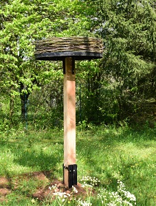 Le nouveau nid pour cigogneaux - Photo Emilie Hartweg