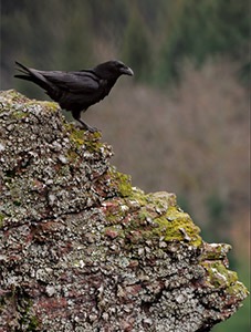 Le grand corbeau, une des espèces visées par l'APPB (photo David Hackel)