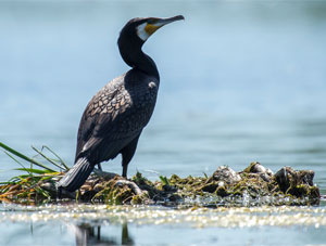 Grand cormoran en plumage nuptial - Photo Florian Girardin