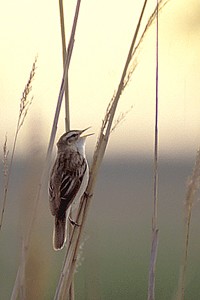 Sedge warbler - Photo Nicolas Buhrel