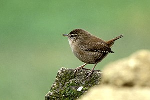 Troglodyte mignon - Photo Nicolas Buhrel