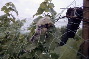 Filet de vigne meurtrier - Photo LPO Alsace