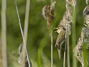 Rousserolle effarvatte, oiseau commun des zones humides - Photo Nicolas Buhrel