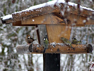 C'est une période de neige et de gel prolongé qui devrait marquer le début du nourrissage des oiseaux - Photo Hélène Mathieu