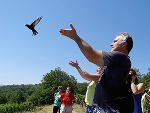 Lâcher les oiseaux soignés pendant des semaines : un instant magique - Photo Christophe Wild
