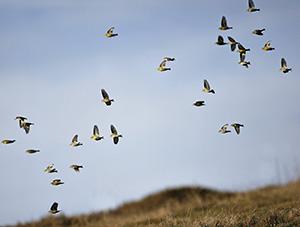 Vol de tarins des aulnes - Photo Marc Solari