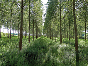 Forêt industrielle - Photo Eric Brunissen