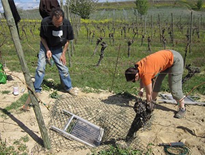 Des salariés du GEPMA et de la LPO empêchent le maintien d'un clan dans une parcelle de vigne - Photo LPO Alsace