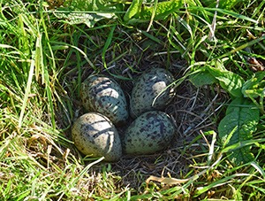 Un nid de courlis - Photo Emilie Hartweg