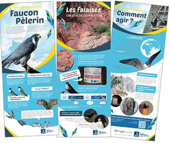 La LPO Alsace vient de réaliser une exposition sur le faucon pèlerin