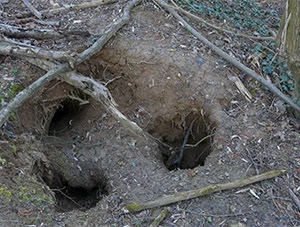 Le terrier d'un clan de blaireaux est constitué de plusieurs entrées (appelées gueules) - Photo LPO Alsace