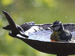 Les abreuvoirs permettent aussi aux oiseaux de nettoyer leur plumage - photo Thierry Gaessler