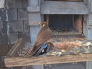 Prédation d'un geai par un faucon pèlerin (photo extraite des images vidéo du nichoir d'Illkirch