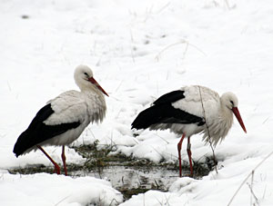 Deux cigognes dans la neige - Photo Pierre Matzke
