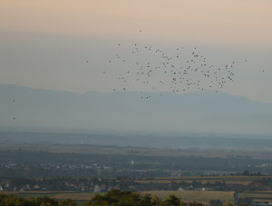 Vol de pigeons ramiers - Photo Luca Fetique