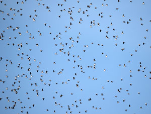 Zoom sur un vol de pigeons ramiers -Photo Luca Fetique