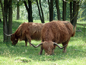 Higlands cattle (photo Eric Brunissen)