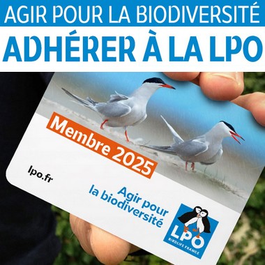 Adherer LPO mobile