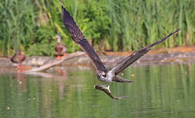 Balbuzard pêcheur 