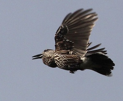 Cassenoix moucheté, jabot gonflé - Photo Alain Willer