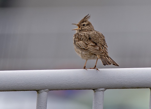 Cochevis huppé - Photo Nicolas Buhrel