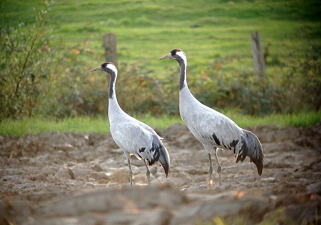 Grues cendrées- Photo Brigitte Franiatte