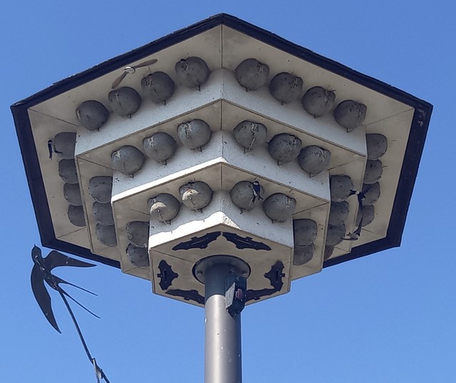 Hôtel à hirondelle - Photo Alicia Lecomte