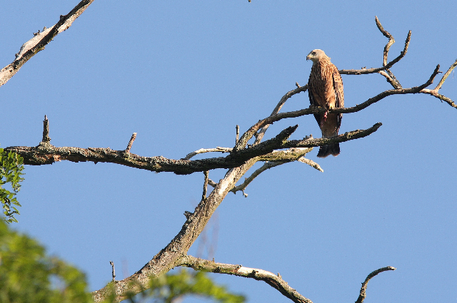 Milan royal - Photo Thierry Petitjean