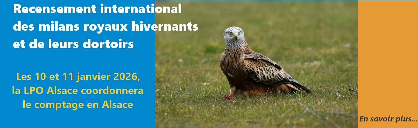 Tous à vos jumelles !