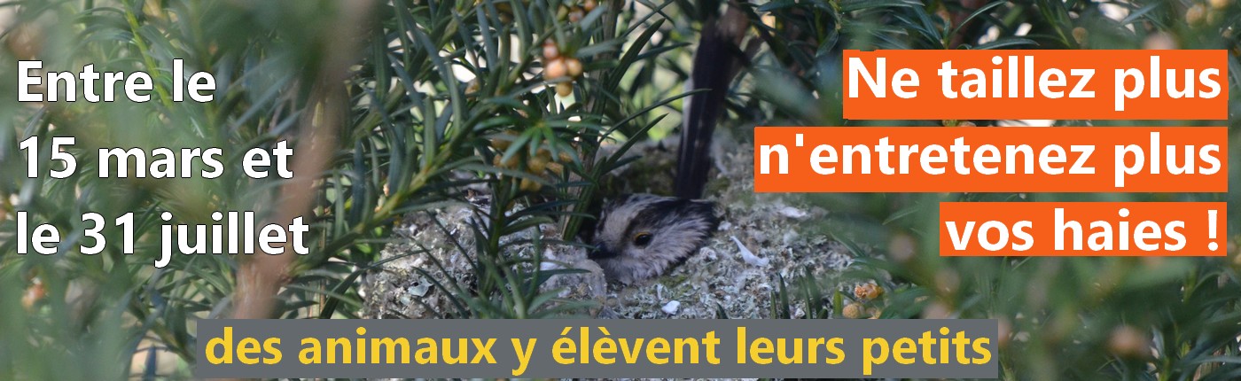 Préservez vos haies !