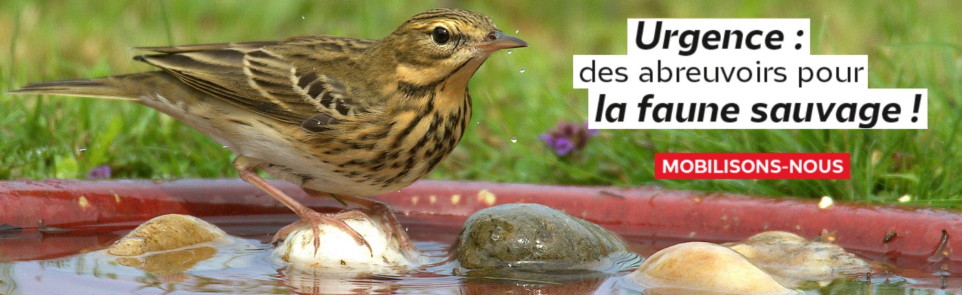 Canicule : l'eau c'est la vie