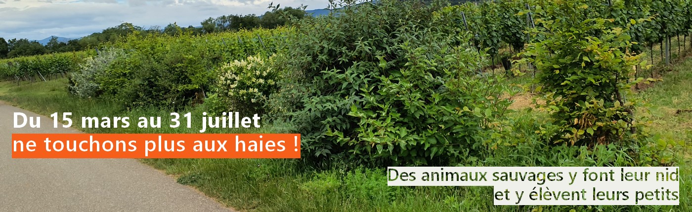 Protégeons les haies