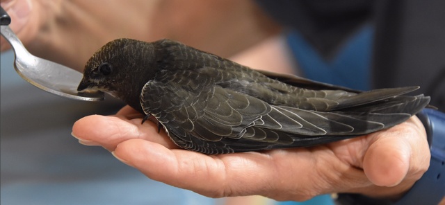 Nourrissage d'un martinet noir -Photo LPO Alsace