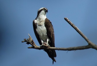 Balbuzard pêcheur