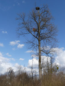 Silhouette idéale d'un arbre approprié. Ici avec une plateforme artificielle (photo NABU)