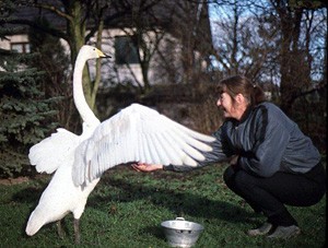 Beryl en 1988 soignant un cygne sauvage - Photo Jean-Marie Roth