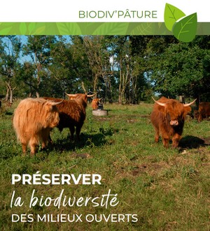 En savoir plus sur le pâturage écologique