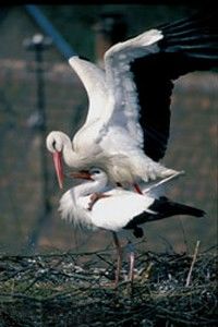 Accouplement de cigognes blanches - Photo Yves Muller