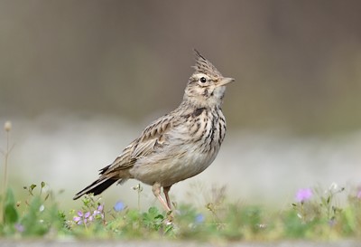 Cochevis huppé