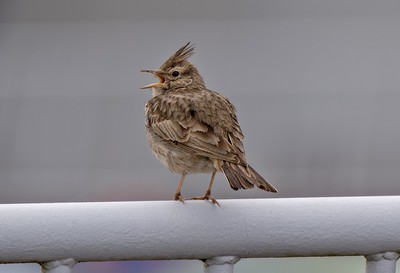 Cochevis huppé - Photo Nicolas Buhrel
