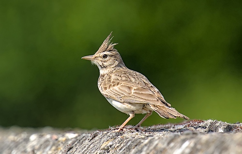 Cochevis huppé - Photo Stephane Umhang
