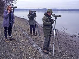 Comptage d'oiseaux d'eau sur les bords du Rhin - Photo Jean-Marc Bronner